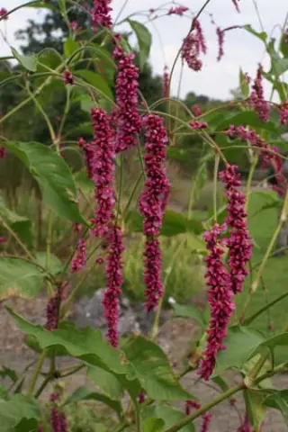 Persicaria orientalis