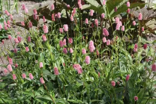 Persicaria paleaceum