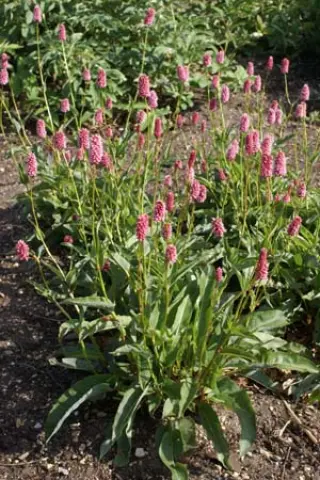 Persicaria paleaceum
