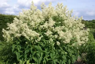 Persicaria polymorphum