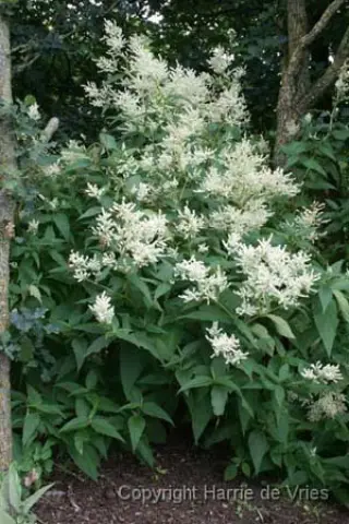 Persicaria polymorphum