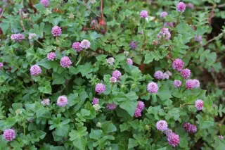 Persicaria runcinata 'Needham's Form'