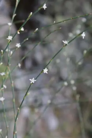 Persicaria scoparia (Polygonum sco.)