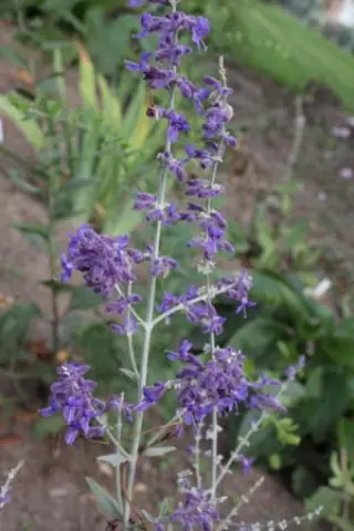 Perovskia scrophulariaefolia