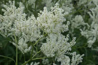 Persicaria sericea (Aconogonon ser.)