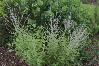 Perovskia 'Sextant'