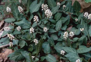 Persicaria tenuicaulis