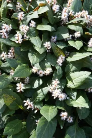 Persicaria tenuicaulis