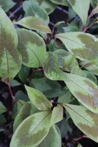 Persicaria virginiana 'Brush Strokes' (Dixter Form)