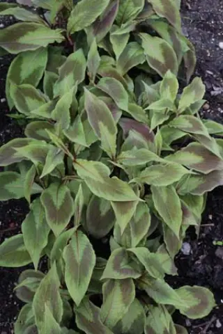 Persicaria virginiana 'Compton's Form'