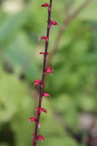 Persicaria virginiana 'Filiformis'