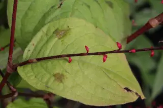 Persicaria virginiana 'Filiformis'