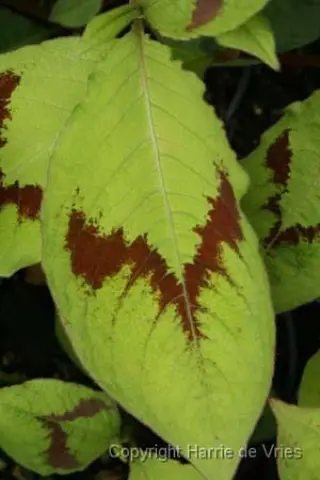 Persicaria virginiana 'Lance Corporal'