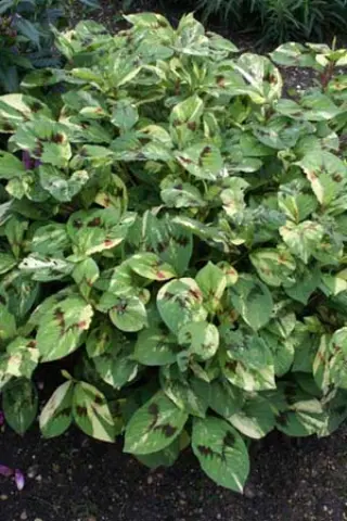 Persicaria virginiana 'Painters Palette'