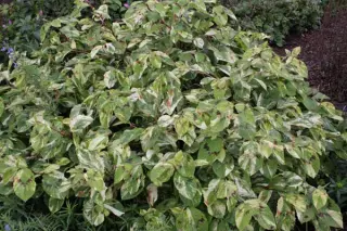 Persicaria virginiana 'Painters Palette'
