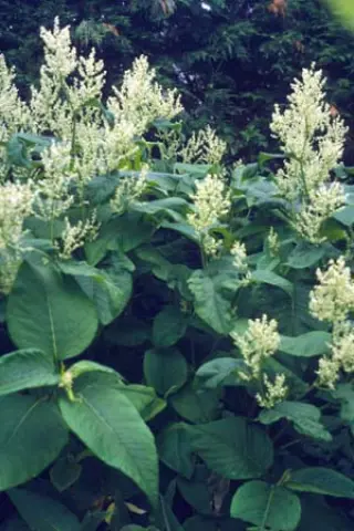 Persicaria weyrichii