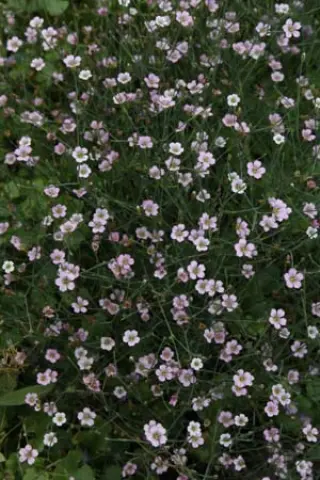 Petrorhagia illyrica haynaldiana