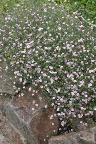 Petrorhagia illyrica haynaldiana