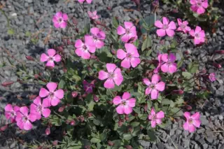 Petrocoptis pyrenaica glaucifolia
