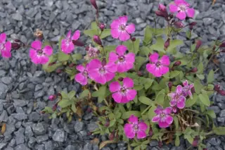 Petrocoptis pyrenaica glaucifolia