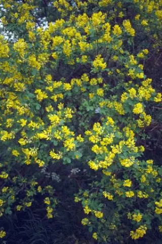 Petteria ramentacea