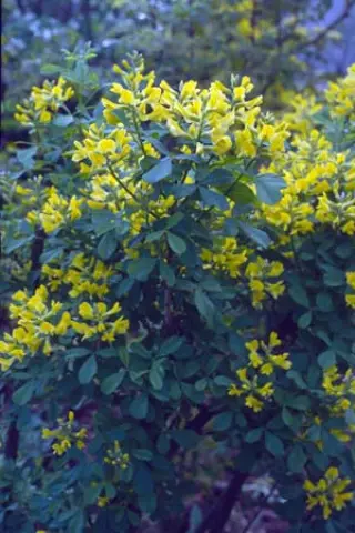 Petteria ramentacea