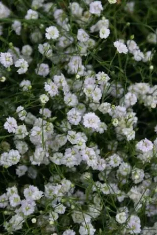 Petrorhagia saxifraga 'Alba Plena'