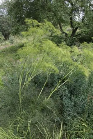 Peucedanum officinale