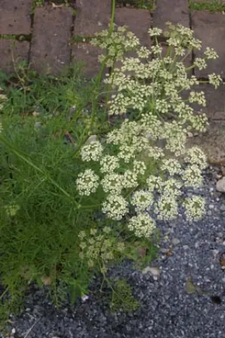 Peucedanum rablense