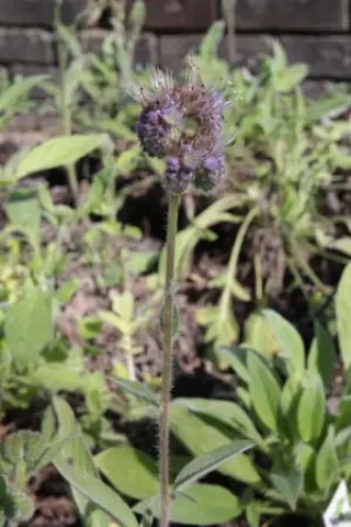 Phacelia californica