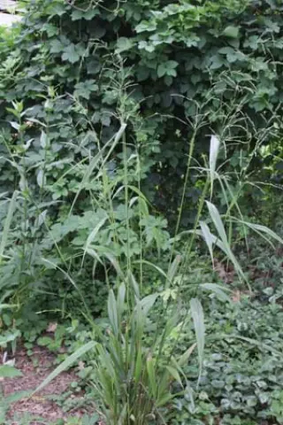 Phaenosperma globosa