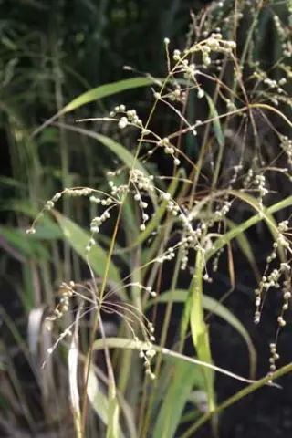 Phaenosperma globosa