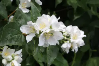 Philadelphus lewisii