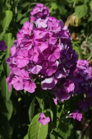 Phlox amplifolia 'Kurpel'