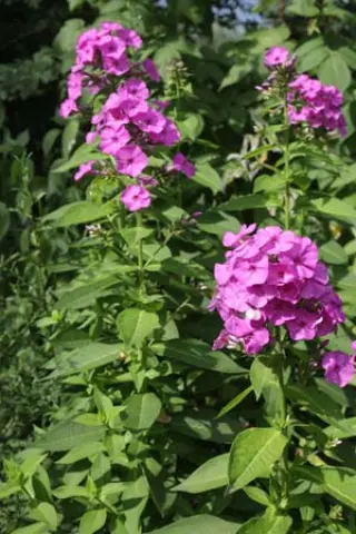 Phlox amplifolia 'Kurpel'