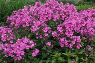 Phlox amplifolia 'Minnehaha'