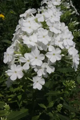 Phlox amplifolia 'Weisse Wolke'