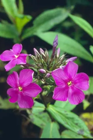 Phlox x arendsii 'Anja'