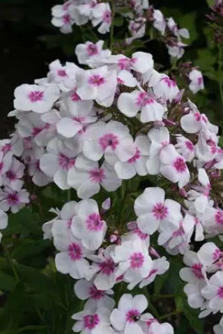 Phlox x arendsii 'Eye Catcher'