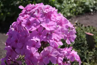 Phlox x arendsii 'Gary'