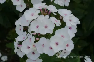 Phlox x arendsii 'Miss Jill'