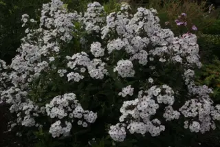 Phlox x arendsii 'Miss Jill'