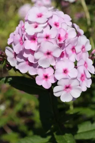 Phlox x arendsii 'Pink Miss Jill'