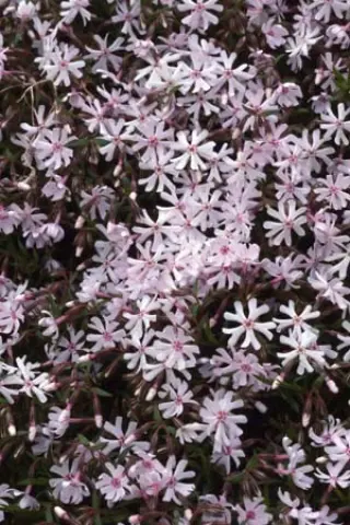 Phlox bifida 'Pettycoat'