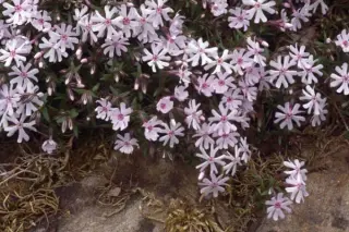 Phlox bifida 'Pettycoat'