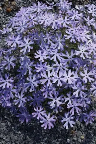 Phlox bifida 'Ralph Haywood'