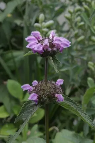 Phlomis bracteata