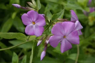 Phlox buckleyi
