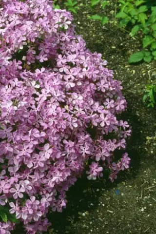 Phlox buckleyi