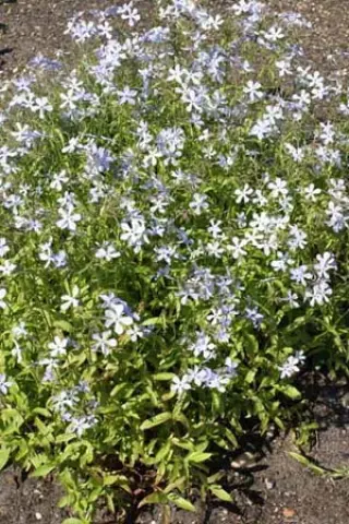Phlox divaricata 'Blue Dreams'